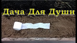 Сеем раннюю МОРКОВКУ на туалетной бумаге🌱🌱🌱