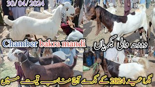 Chamber bakra mandi | Latset update today | Goat milkng | bakra Eid 2024 | date 30/04/2024