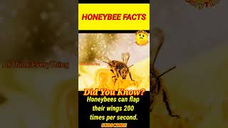 Honeybee 🐝 Facts #didyouknow #factshorts #facts #short #shortsfeed #shortsvideo #trend #trending