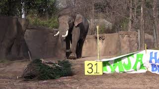 Raja's 31st birthday at the Saint Louis Zoo!