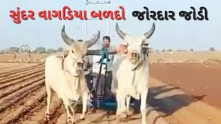 vadhiyara balad//moj//kankrej bull//son_of_farmers_07