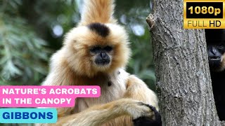 Gibbons | Nature's Acrobats in the Canopy