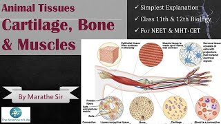 Animal Tissue - Muscles