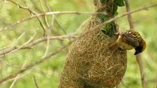 Weaver Bird Nest For Free Video Clip/Power Lines