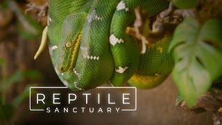 The Largest Reptile Sanctuary in the United States | PARAGRAPHIC