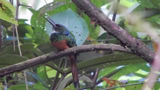 Rufous-tailed Jacamar | Galbula ruficauda