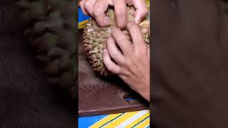 puyat durian from davao #trending #durian #fruit #viralvideo