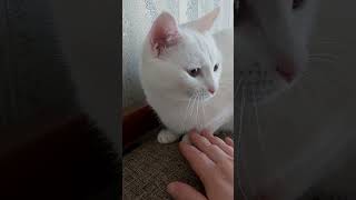 Кожана почухала кицю царицю😻 #котики #шортс #рек #гуморукраїнською