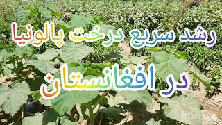 معلومات از جریان رشد پالونیا در افغانستان