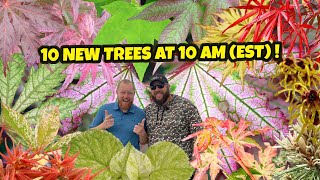 Firefly 10 New Trees at 10 AM(EST) | Japanese Maples for your Garden Landscape Design