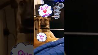 Você ama a mamãe #shorts #cachorro #animais #animais #fannyvideo #pets #adote