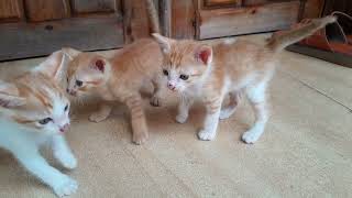 So cute all newborn baby kittens they are so beautiful