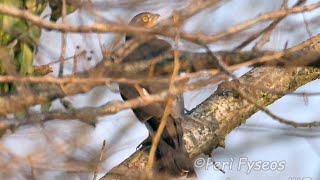 Sparviere ambientato - Sparrowhawk set (Accipiter nisus)