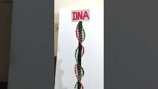 DNA project  #shorts