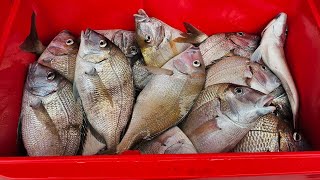 Catching 40 Porgy In 50 Minutes With FEM Men #helenh #fishing #porgy #scup