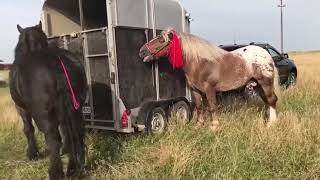 Expoziție de cai Tasnad,Satu-Mare#2018