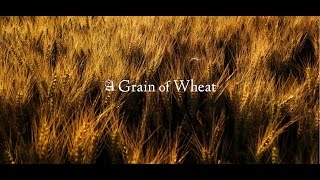 A Grain of Wheat