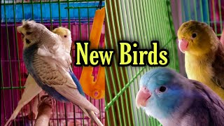 Got 2 Cremino Helicopter Budgies || Setup Update for this Summer || All About Pets (Hindi)