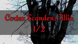 Project "Cortex Scandens Tillia" | Ancient Linden Tree Climbing |