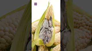 CORN SMUT | HUITLACOCHE