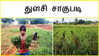 துளசி சாகுபடி | Tulasi cultivation