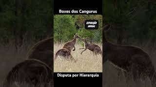 Boxes dos Cangurus | Disputa por Hierarquia