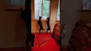 Manchester Terrier Dual Intruder Alert