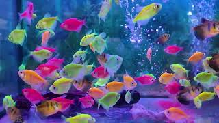 Relaxing Aquarium Fish Tank Sounds