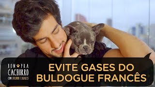 COMO EVITAR OS GASES DO BULDOGUE FRANCÊS | BOM PRA CACHORRO