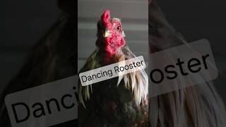 HIP HOP ROOSTER