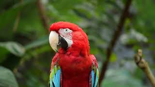 #parrot with beautiful colour