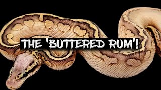 The Intoxicating 'Buttered Rum' Ball Python!