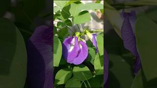 Beauty of different flowers/বিভিন্নরকম ফুলের সৌন্দর্য #flowers #nature#shorts#viralvideo #subscribe