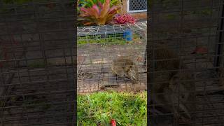 ‘Australian Bandicoot’