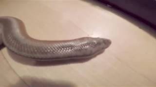 Our Central Baja Rosy Boa