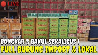 🔴 MASUK 3 BAKUL SEKALIGUS ! STOK RATUSAN EKOR HARI INI FULL BURUNG IMPORT & LOKAL 0838-7553-6945