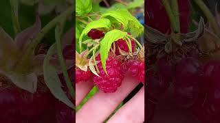 Ягода малина нас к себе манила... #малина #raspberry #мирвокруг #nature #berry  #природнаятерапия