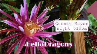 Connie Mayer Dragon Fruit | Night Bloom