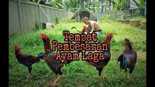 Tempat  Pembesaran Ayam