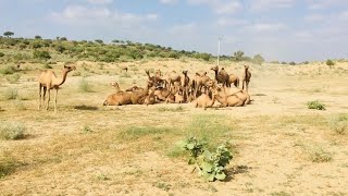 Camels are standing in the desert