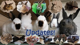 BUNNY UPDATES... Happy and Sad!