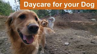 🐶🌲🐩🦃Daycare for your dog 🐶🌲🐩🦃  Keep your dog busy while you are away or entertained while you cuddle