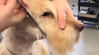 Grooming a Scottie