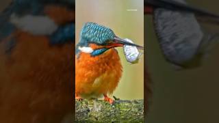 strange bird 😱😱 || #shorts #viral #short