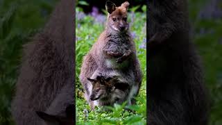 Wallaby Animals