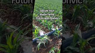 Secure your Maize Farm's Future with Bonvic Drilling Company.