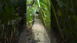 Maasin River #siargaoisland #shorts #share #travel