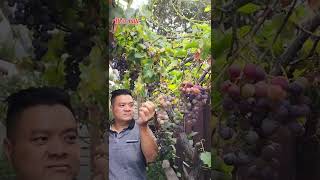 Grape picking in USA - mùa nho chín ở Mỹ  #shorts