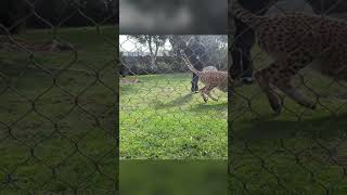 Cheetah Playing with man #cheetah #cheetas #zoo