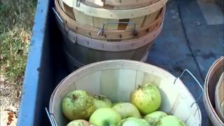 Oct2011 Harvest at Sandhill Orchards - Part 2 - Shizukas